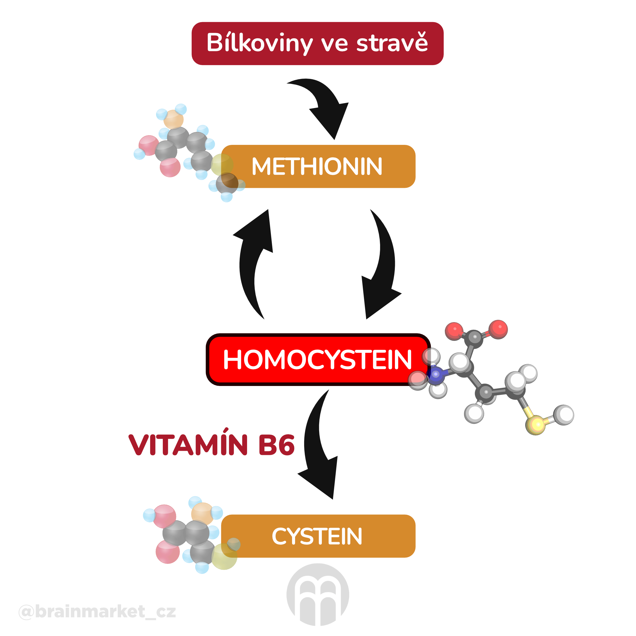 bilkoviny ve strave_infografika_cz